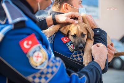 Izmir Buyuksehir Sokak Hayvanlari Icin Calisiyor