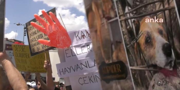 Sahiplendiği köpeklere cinsel saldırıda bulunup öldüren doktora verilen cezanın gerekçesi açıklandı: Mukavemet gösteremeyecekleri için yavru köpekleri seçti