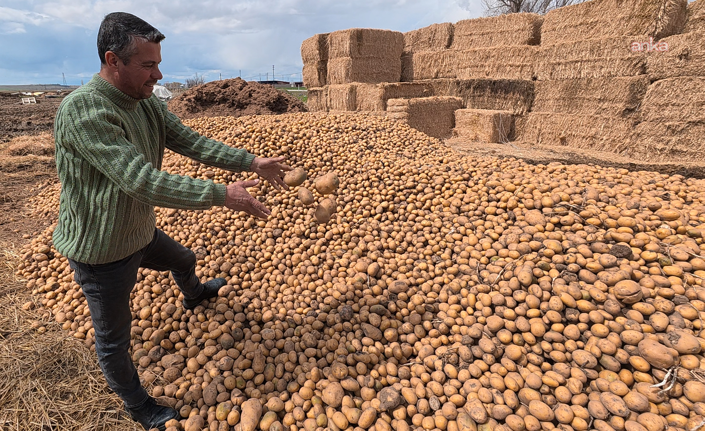 Marketlerde yaklaşık 25 liradan satılan patates Yozgat'ta hayvan yemi oldu