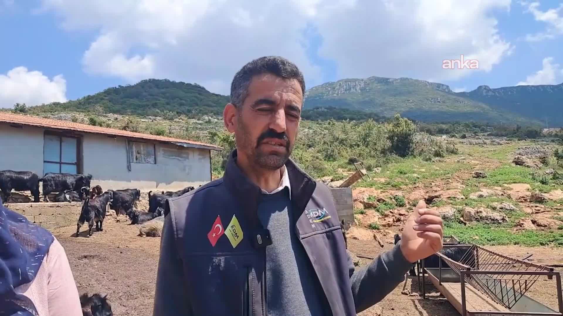 Hatay’da merada otlayan 65 keçinin içtikleri su nedeniyle öldüğü iddia edildi